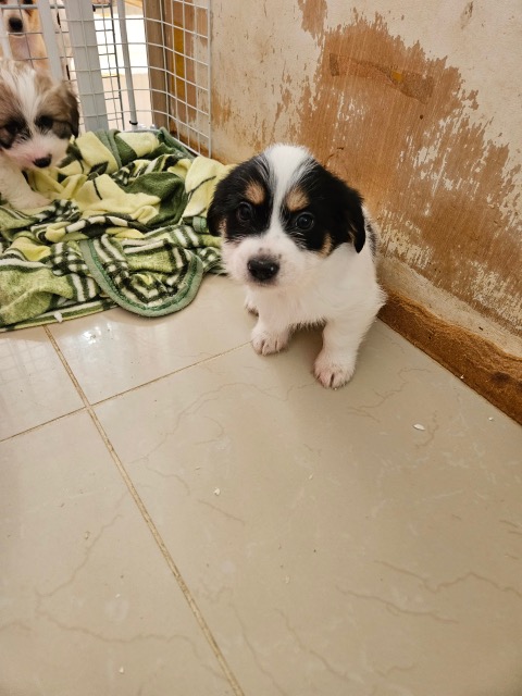 평창군유기동물보호소_442428202300070